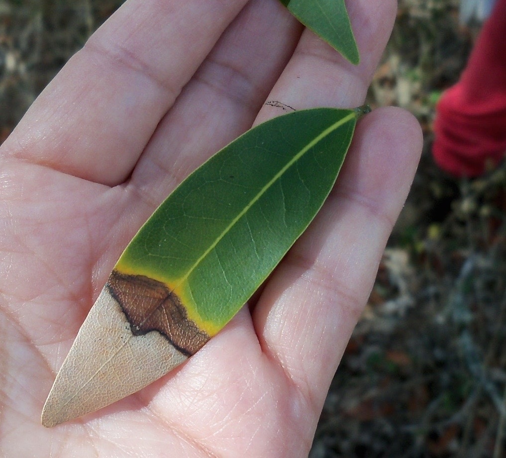 Phytophthora ramorum