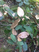 Phytophthora ramorum