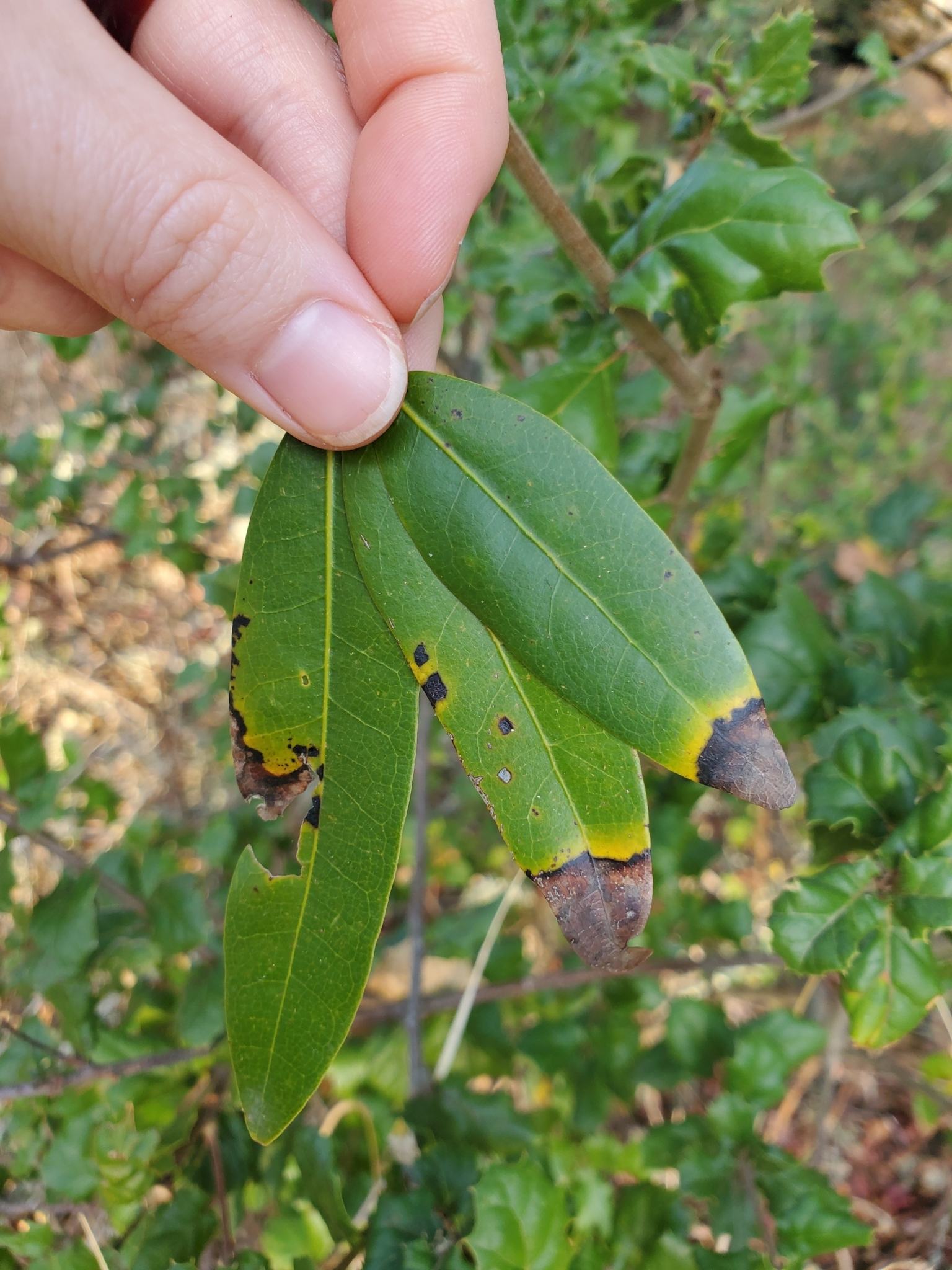 Phytophthora ramorum