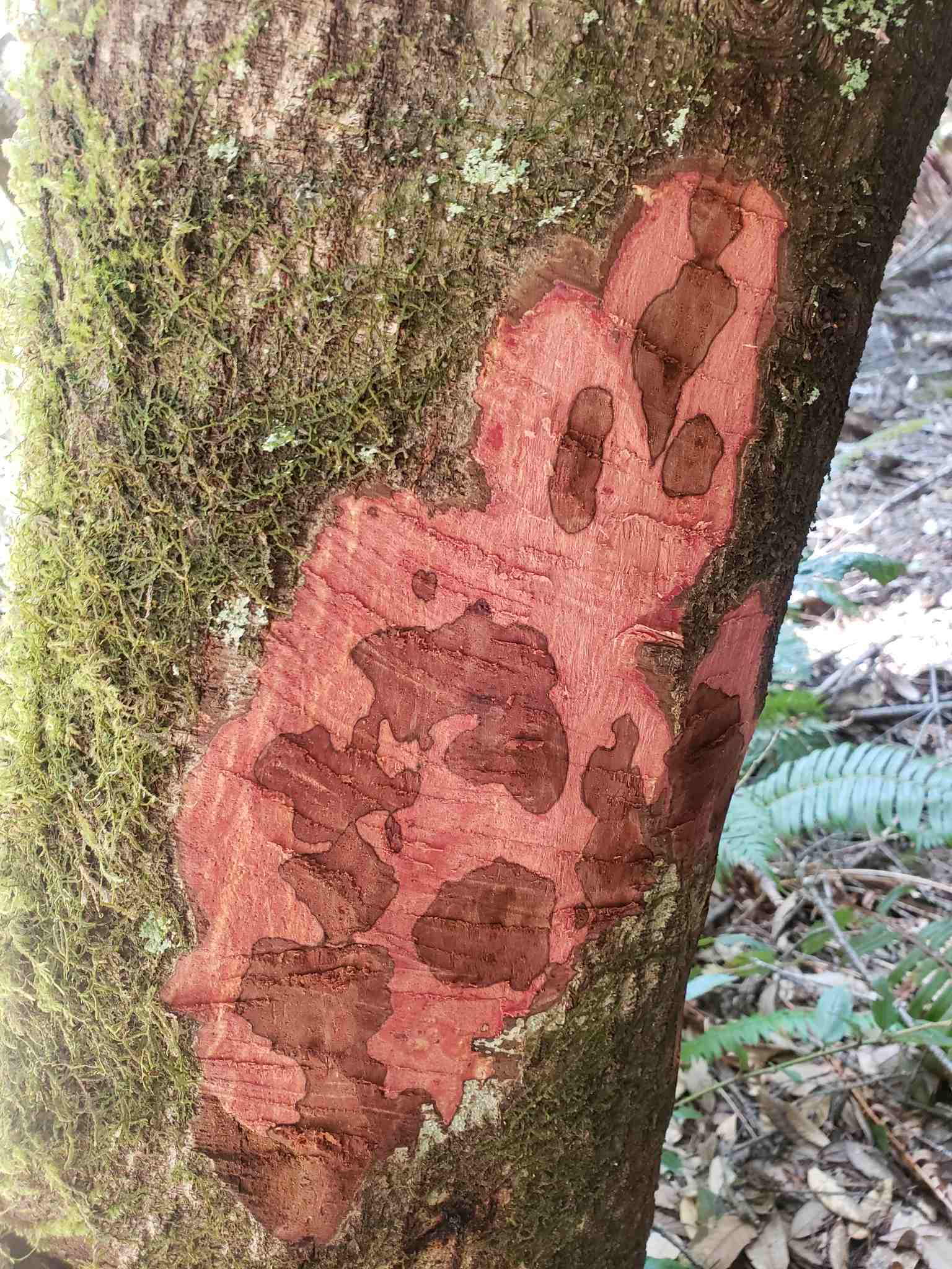 Phytophthora ramorum