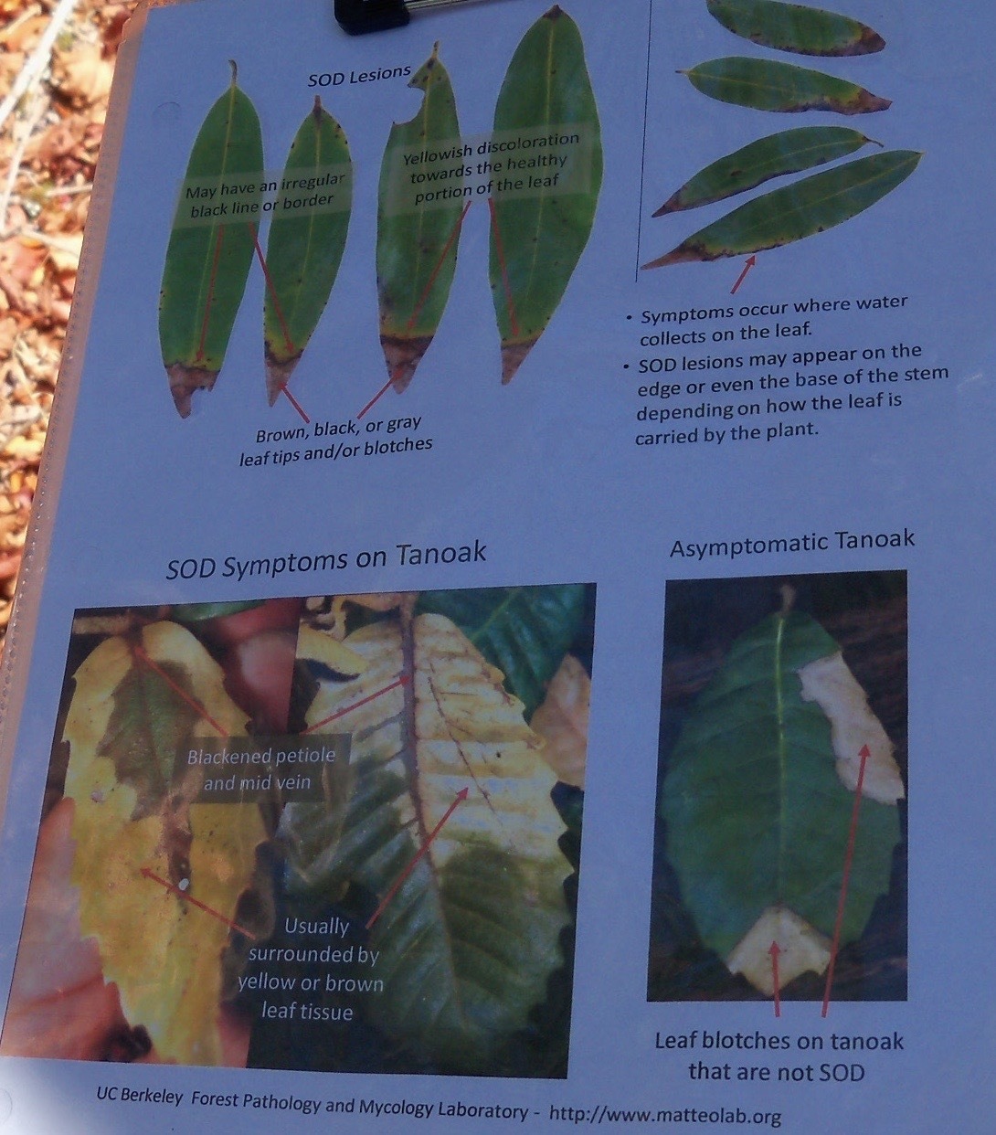 Phytophthora ramorum