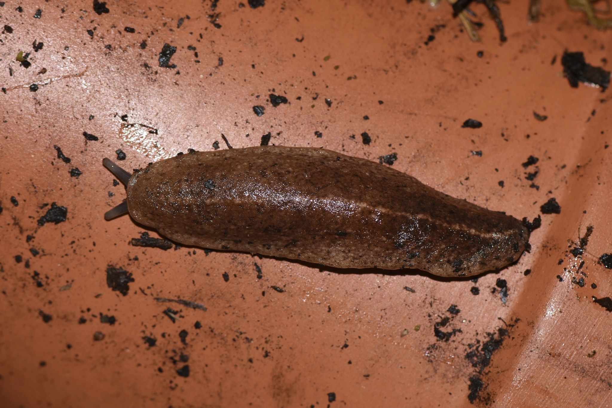 Semperula maculata