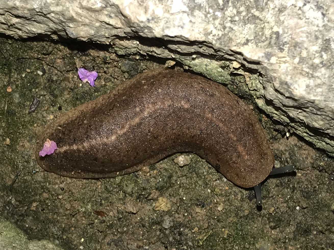 Semperula maculata