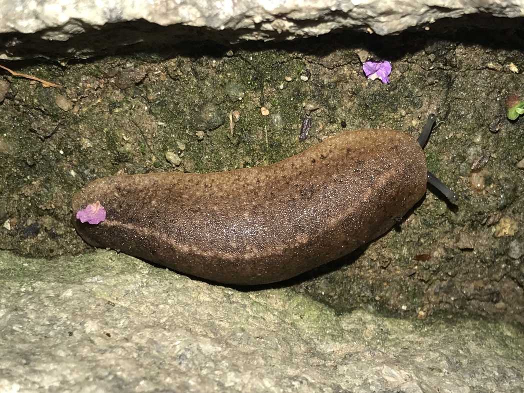 Semperula maculata
