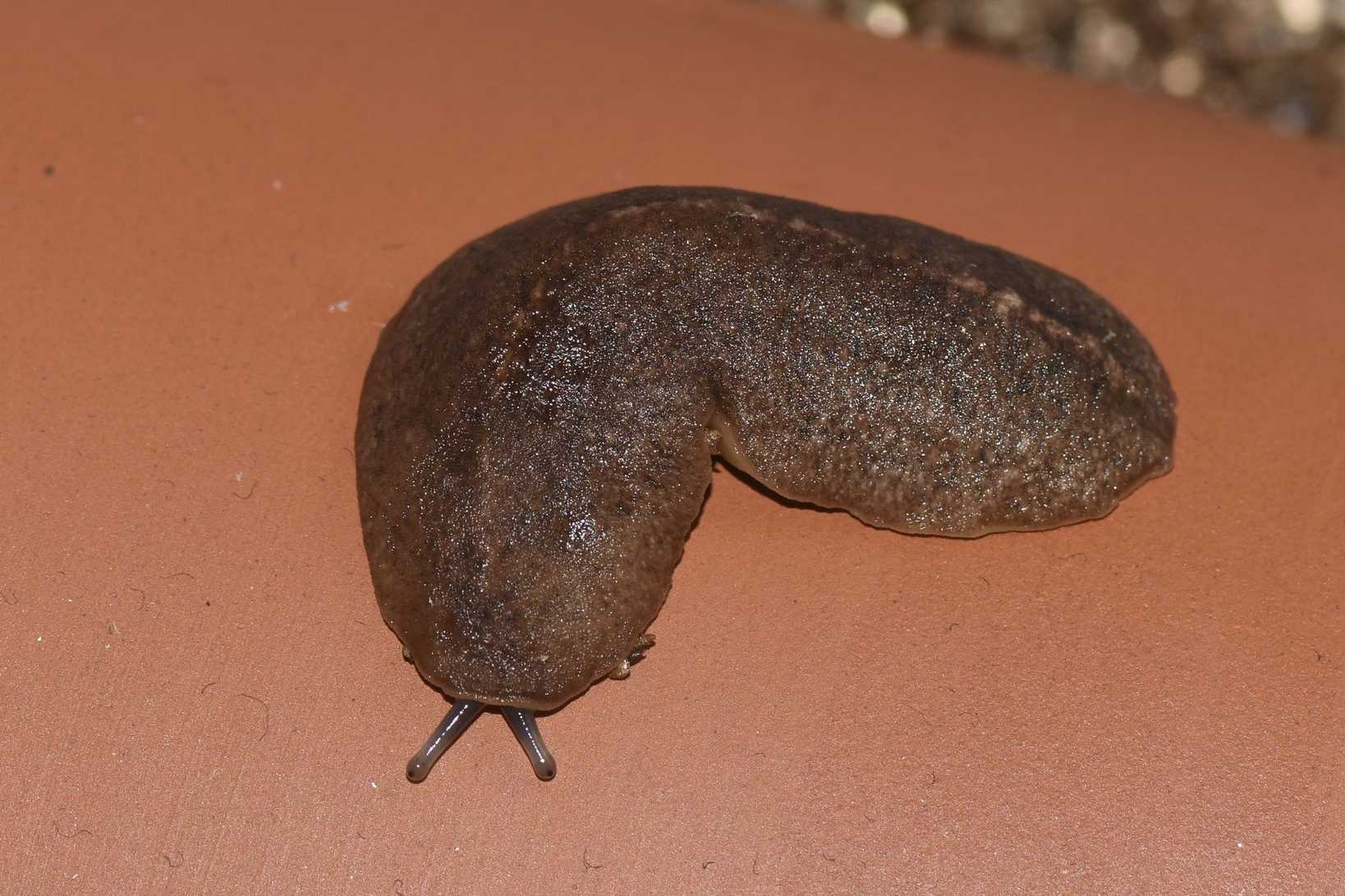 Semperula maculata