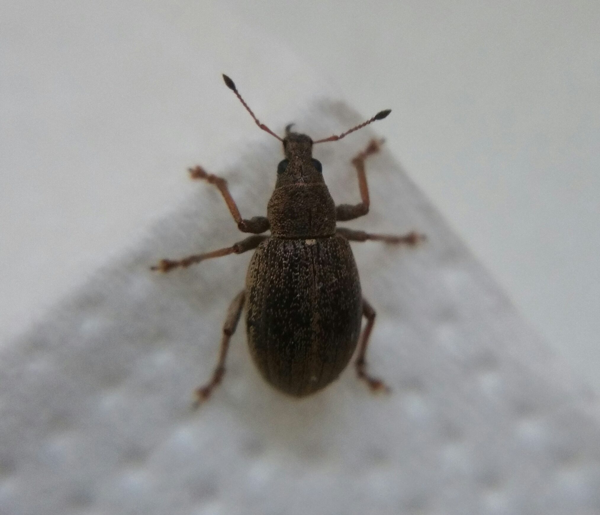 Sciaphobus squalidus