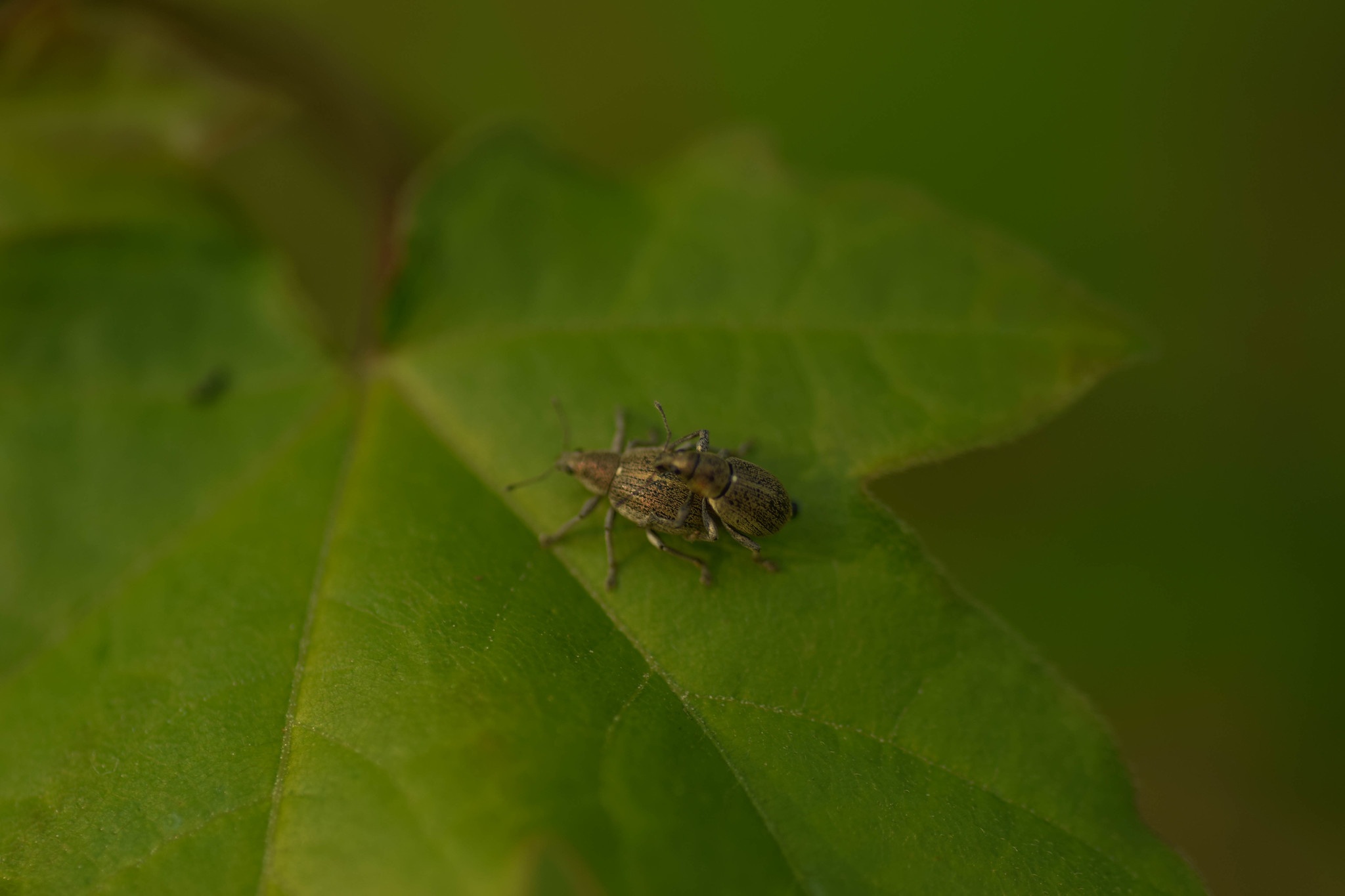 Sciaphobus squalidus