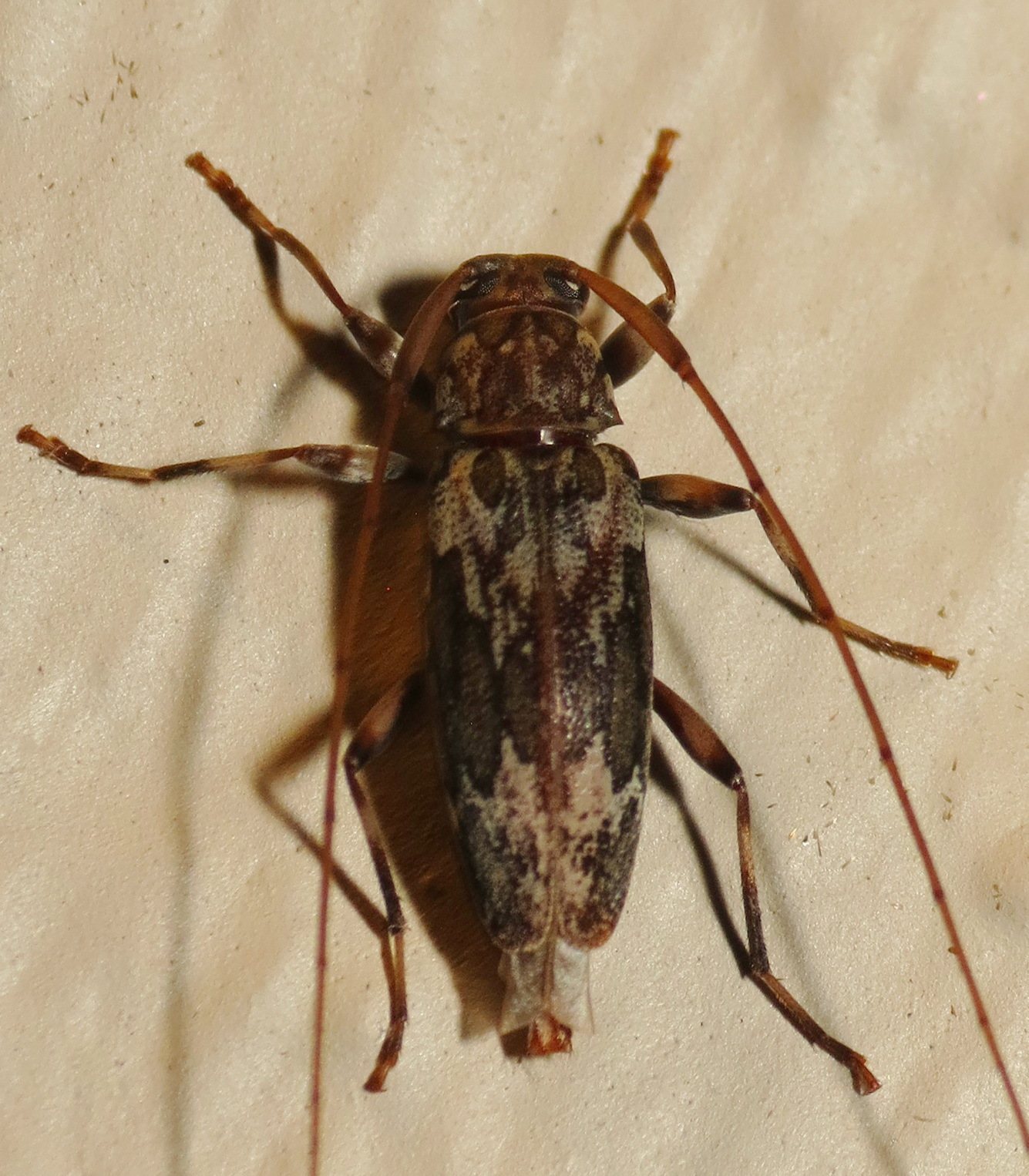 Lepturges
