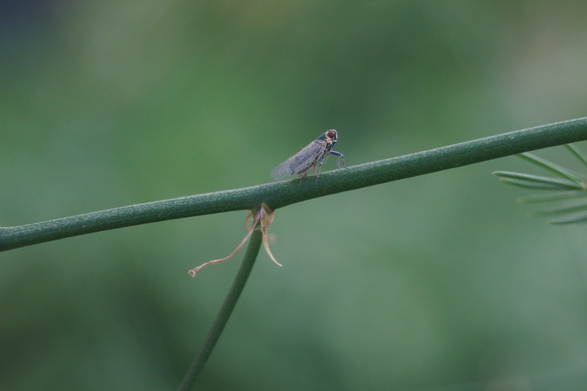 Hyalesthes obsoletus