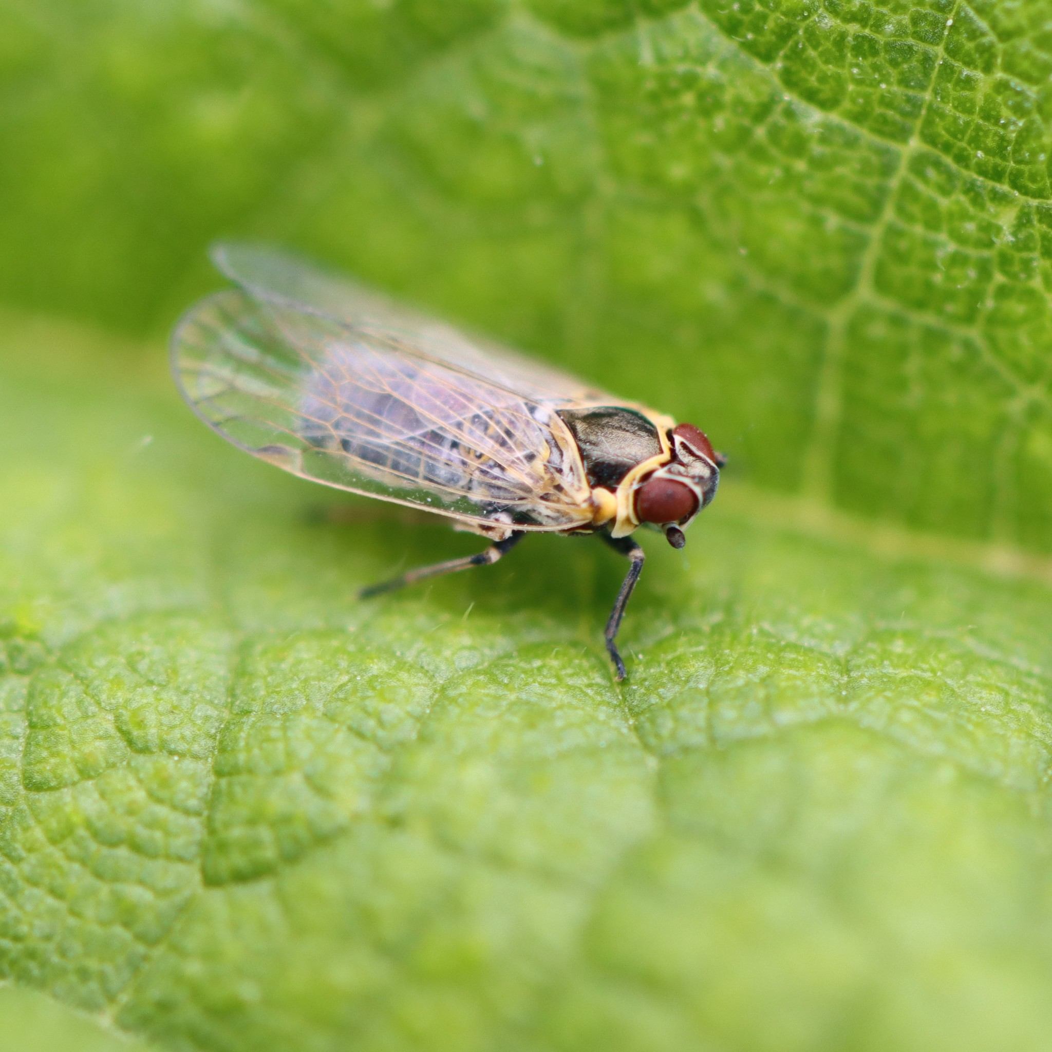 Hyalesthes obsoletus