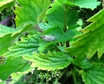 Hyalesthes obsoletus