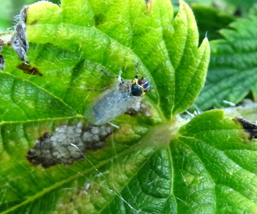 Hyalesthes obsoletus