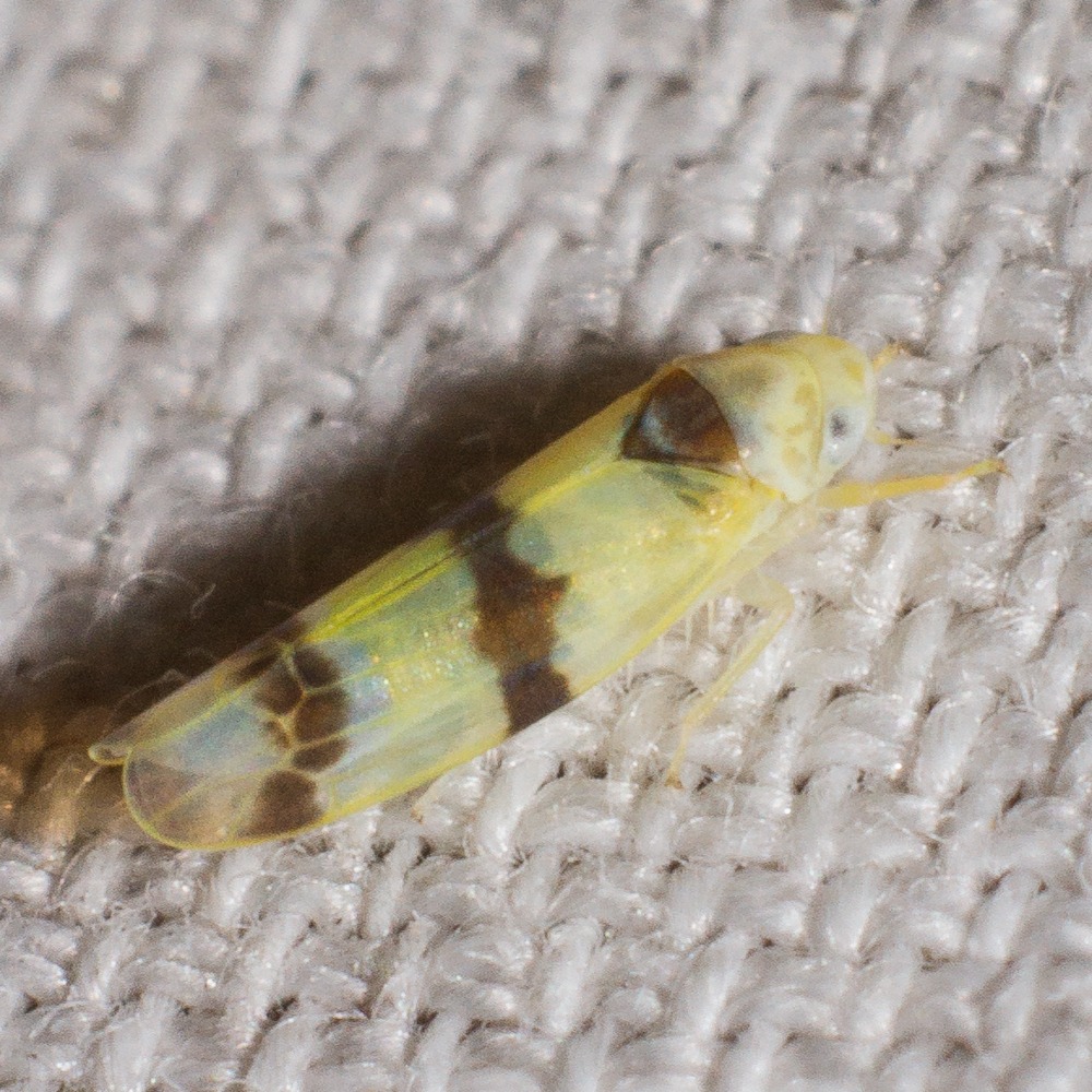 Typhlocyba