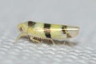 Typhlocyba