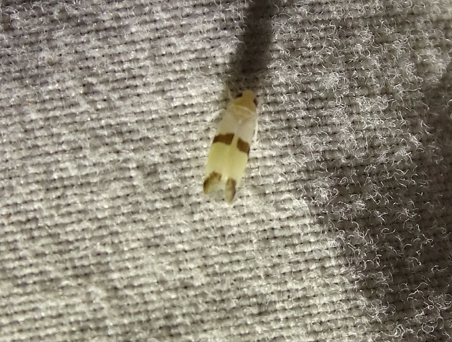 Typhlocyba