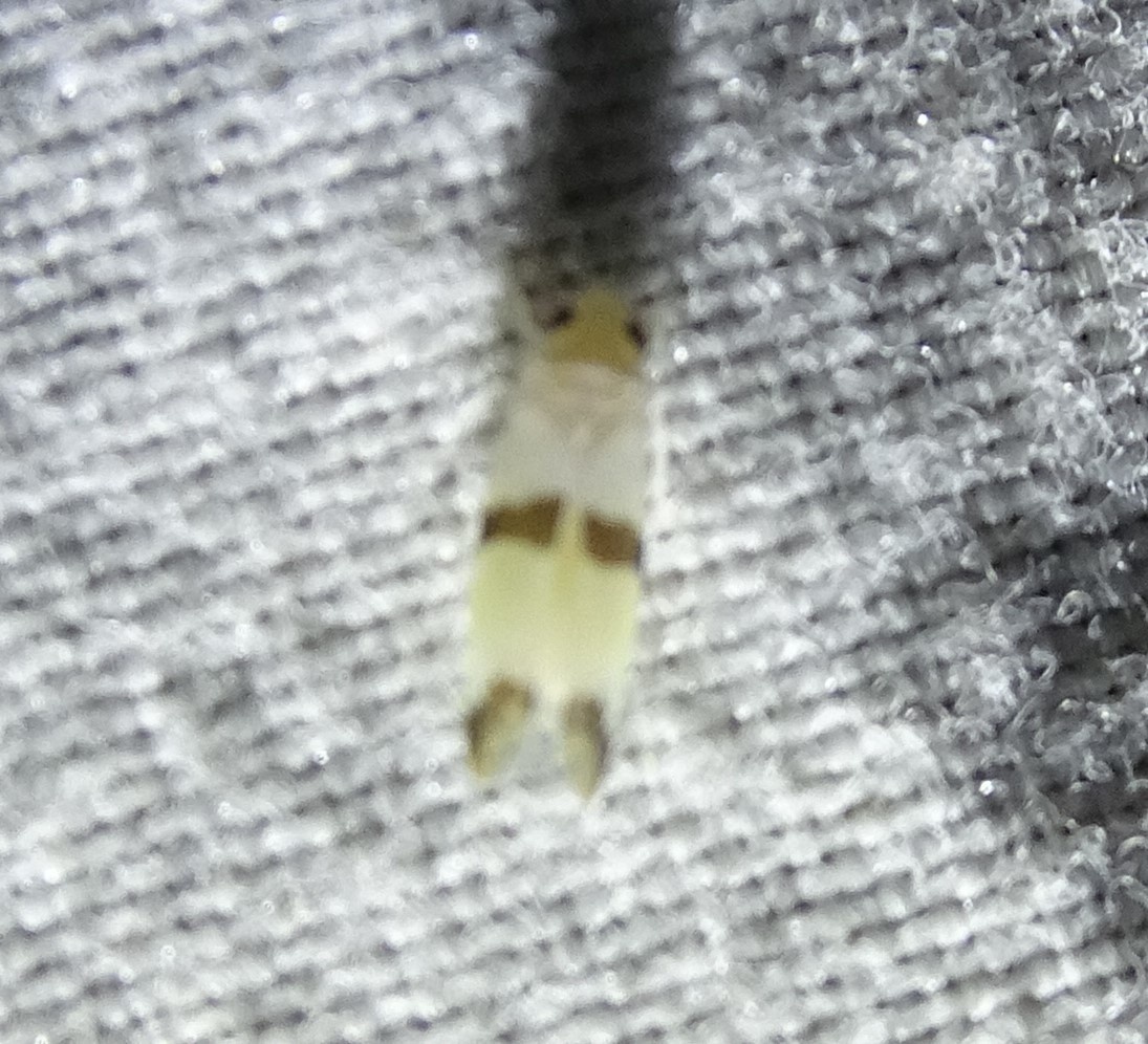 Typhlocyba