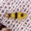 Typhlocyba