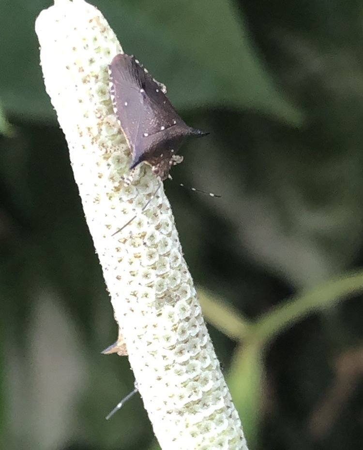 Sibaria englemani