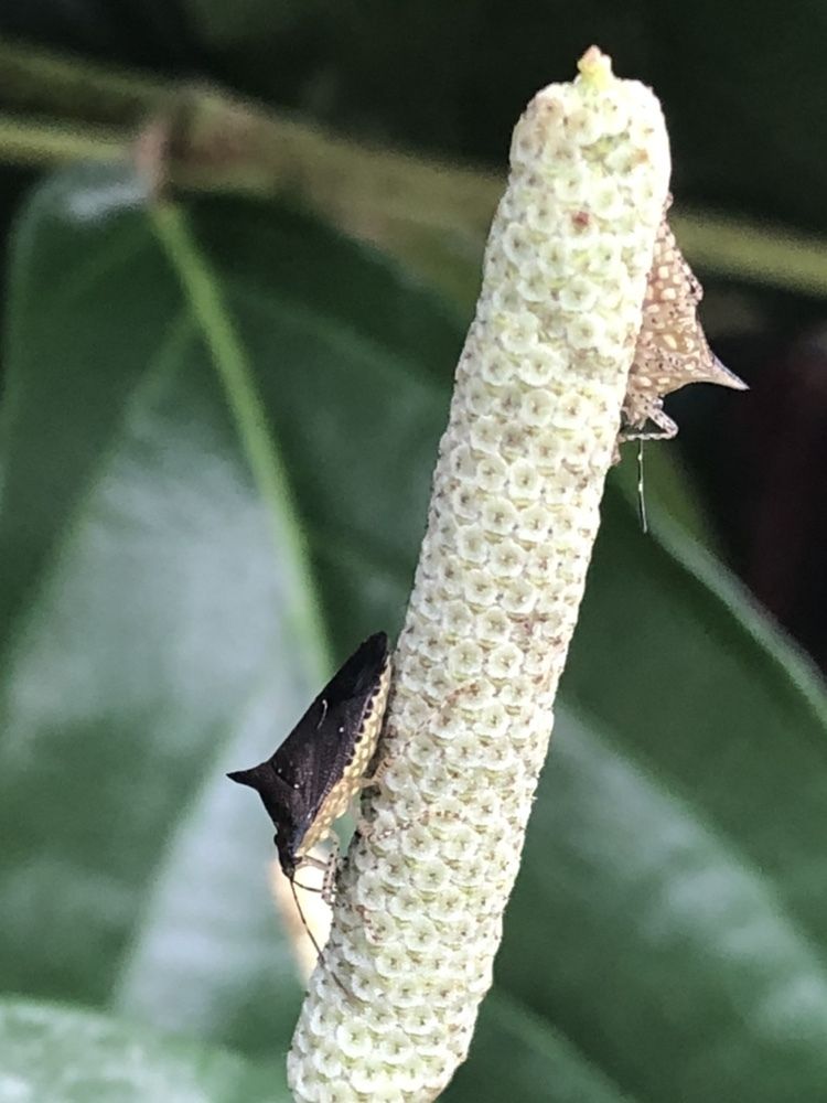 Sibaria englemani