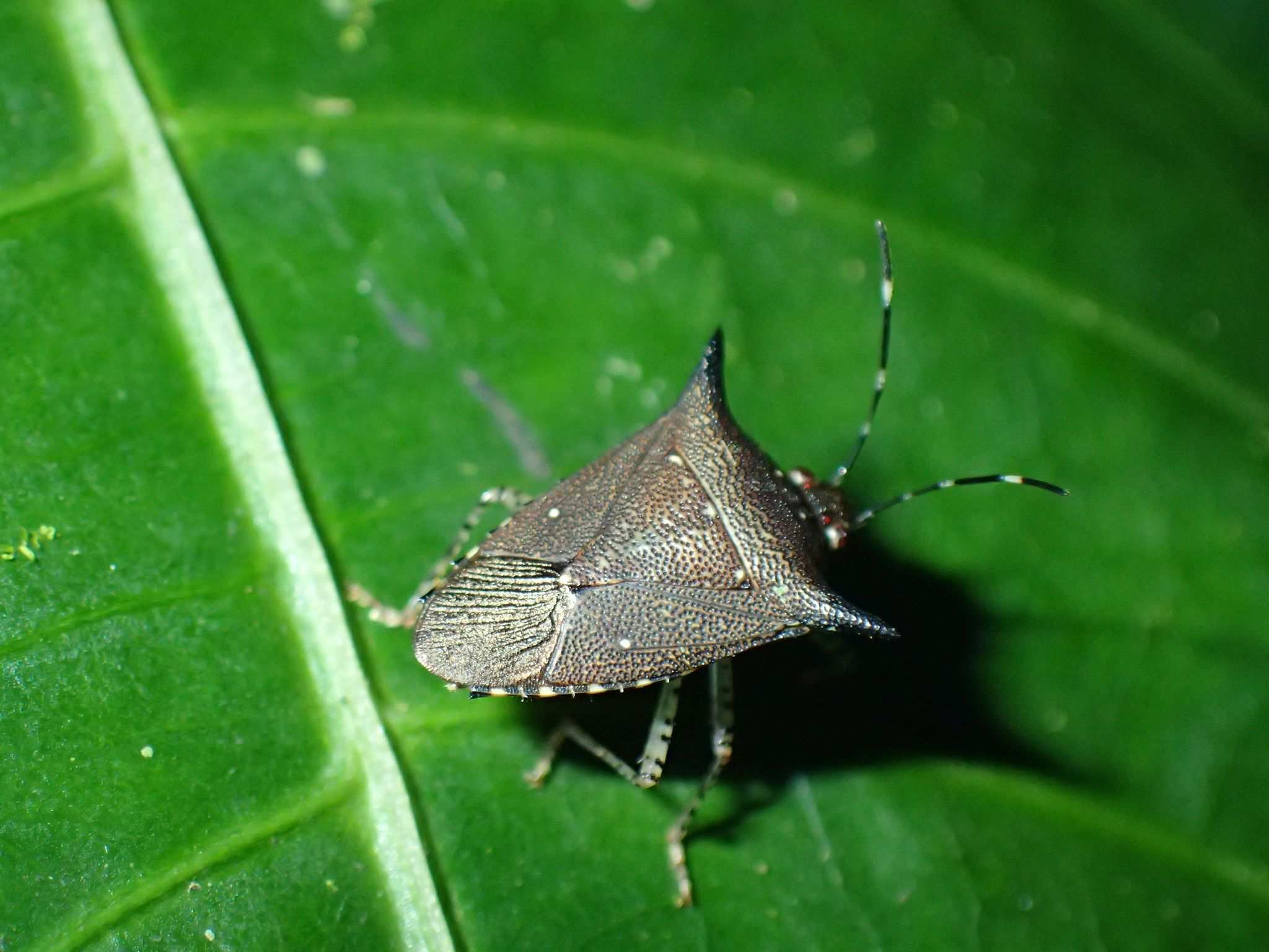 Sibaria englemani