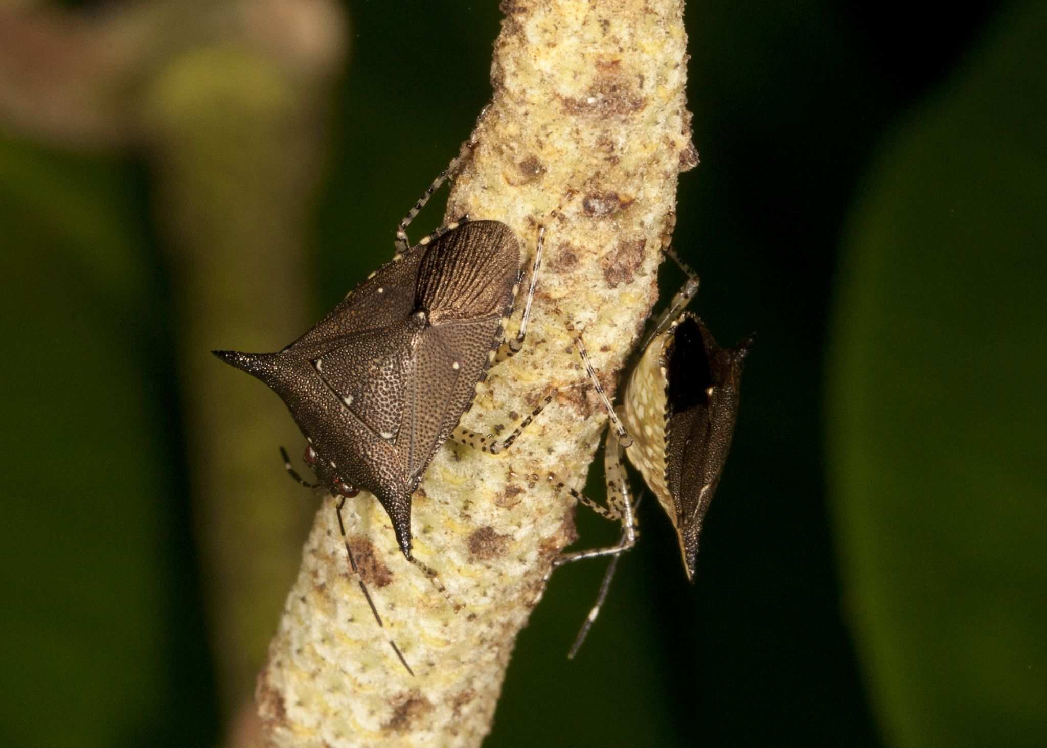 Sibaria englemani