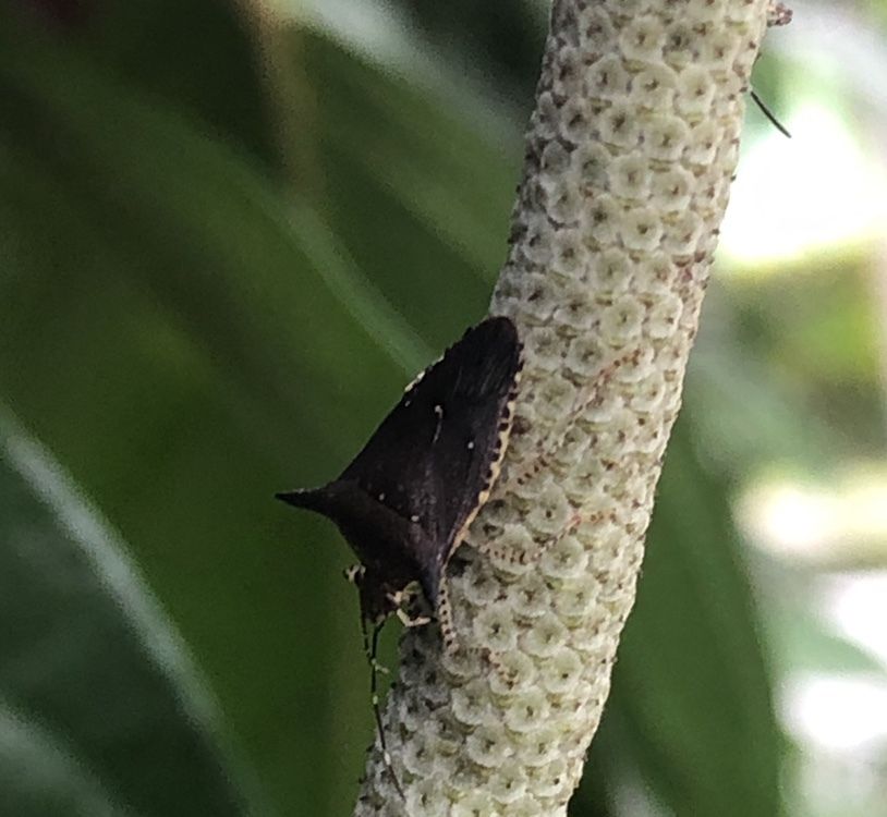 Sibaria englemani