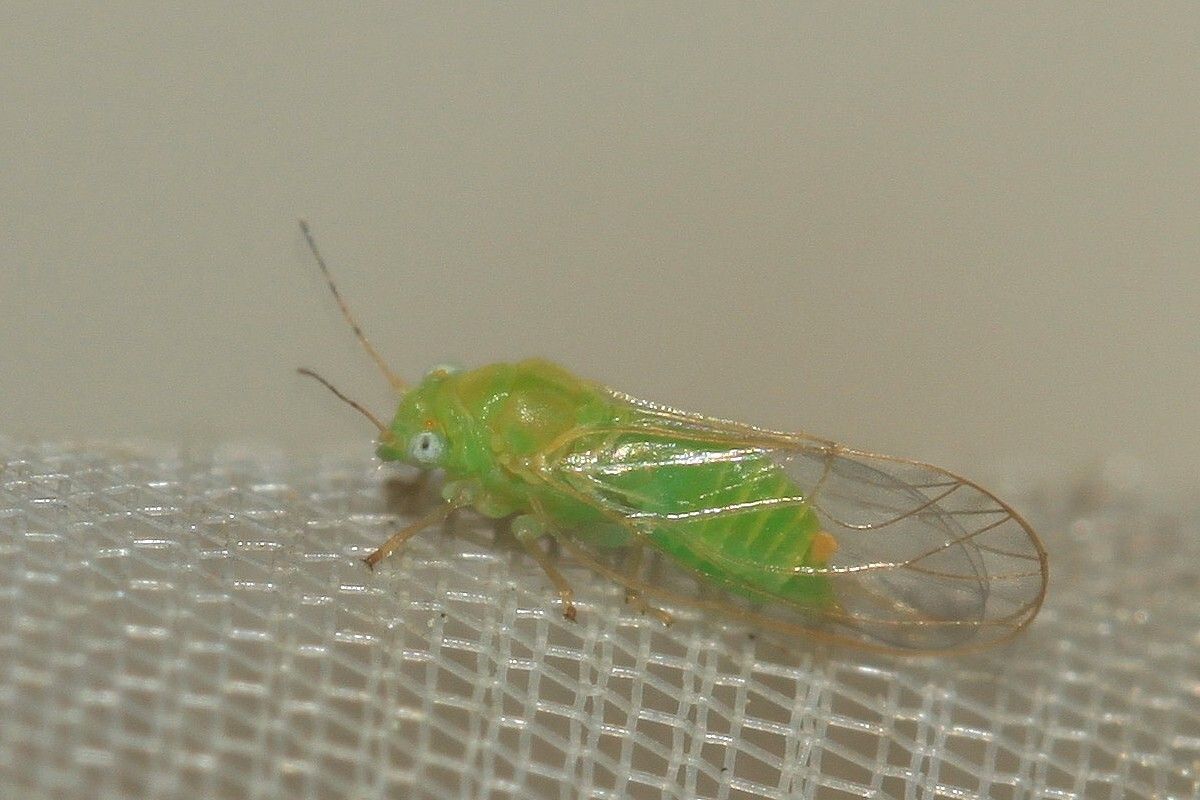 Cacopsylla picta