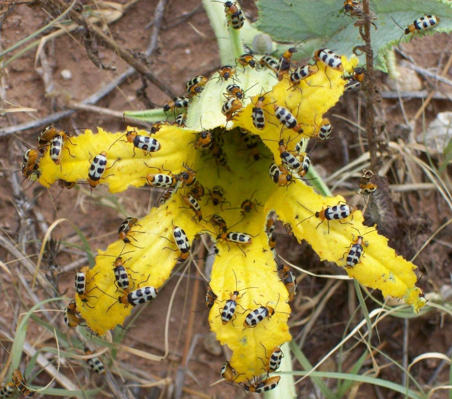 Paranapiacaba