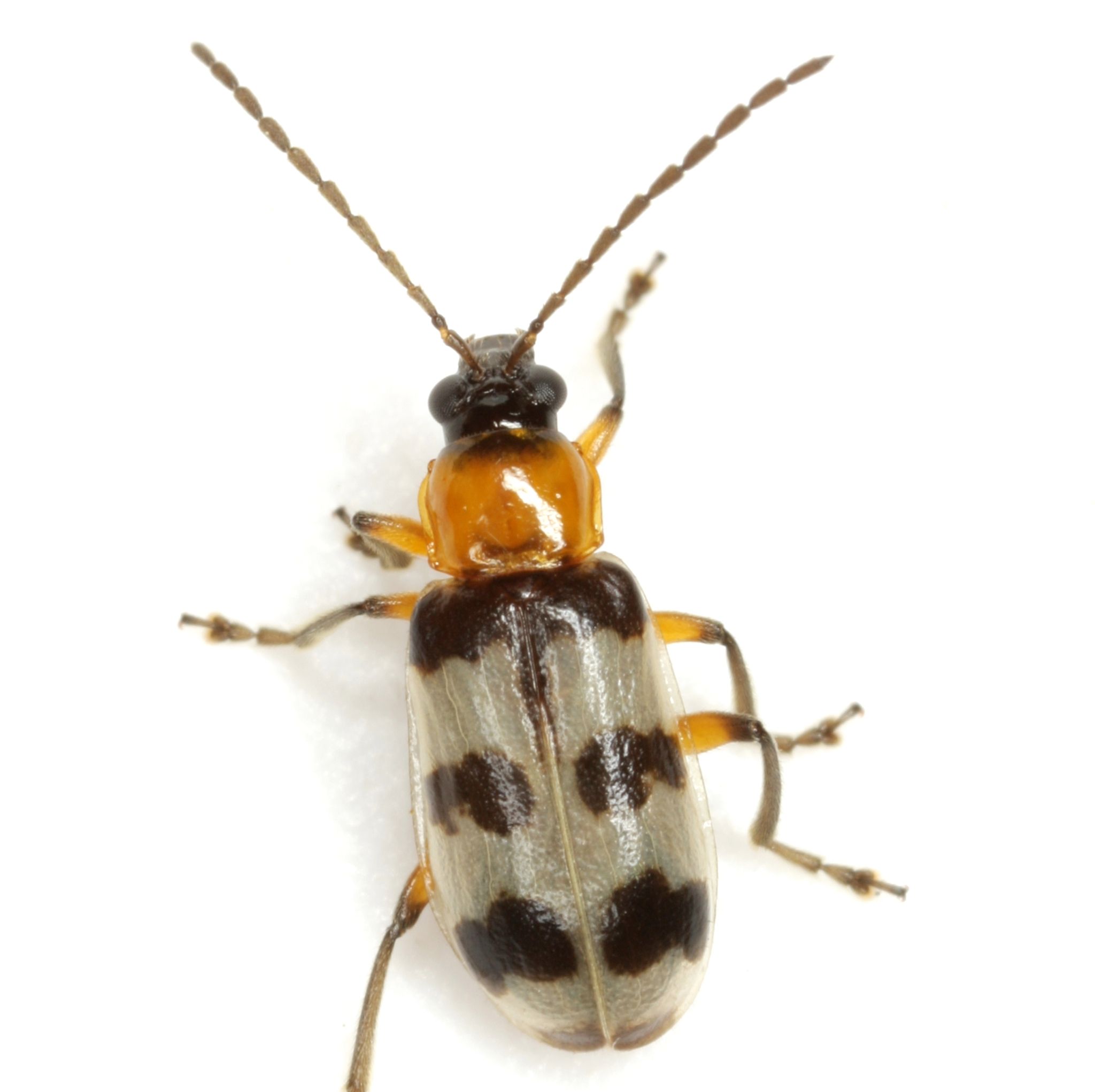 Paranapiacaba