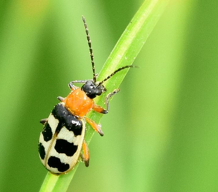 Paranapiacaba