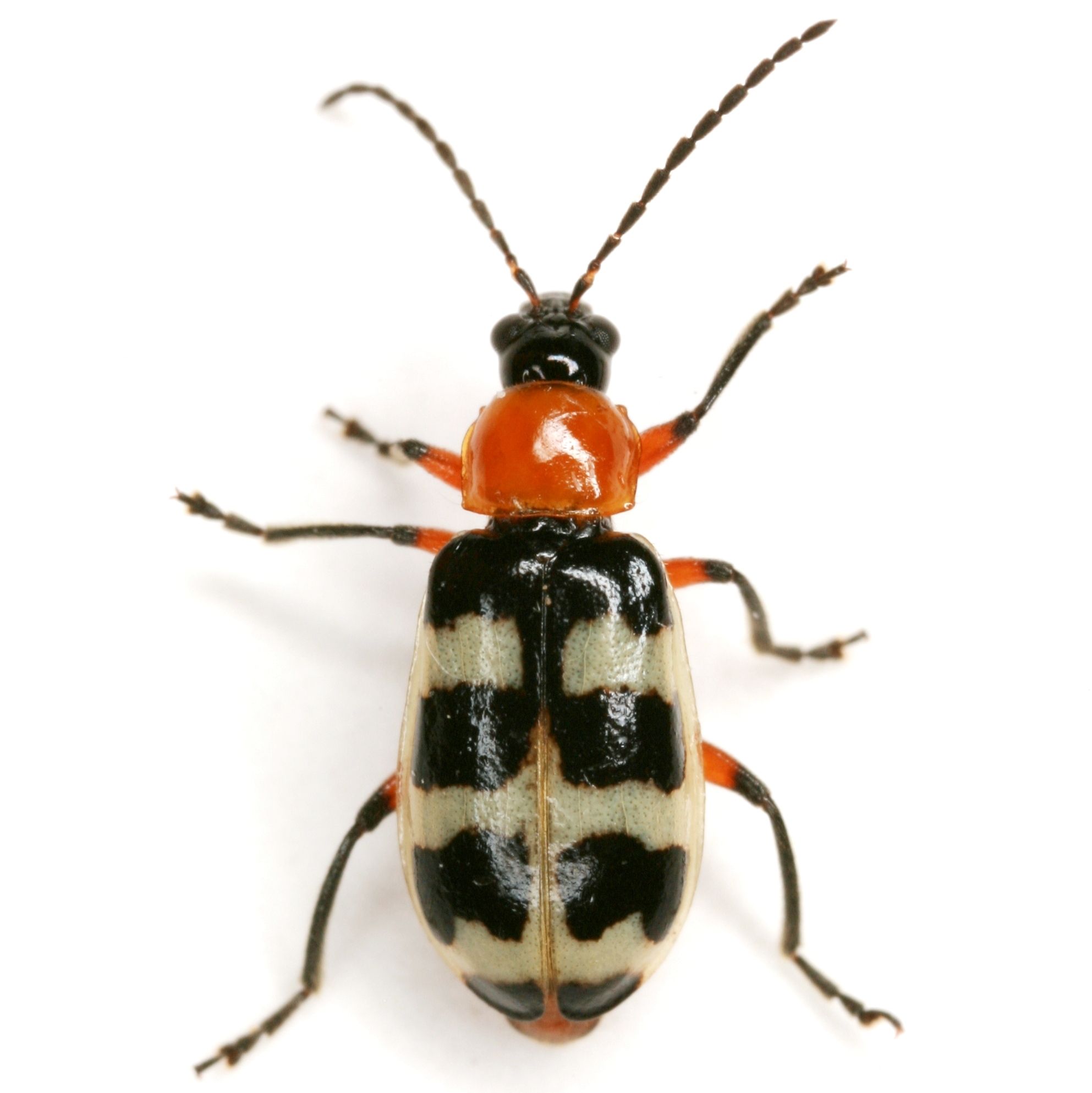Paranapiacaba