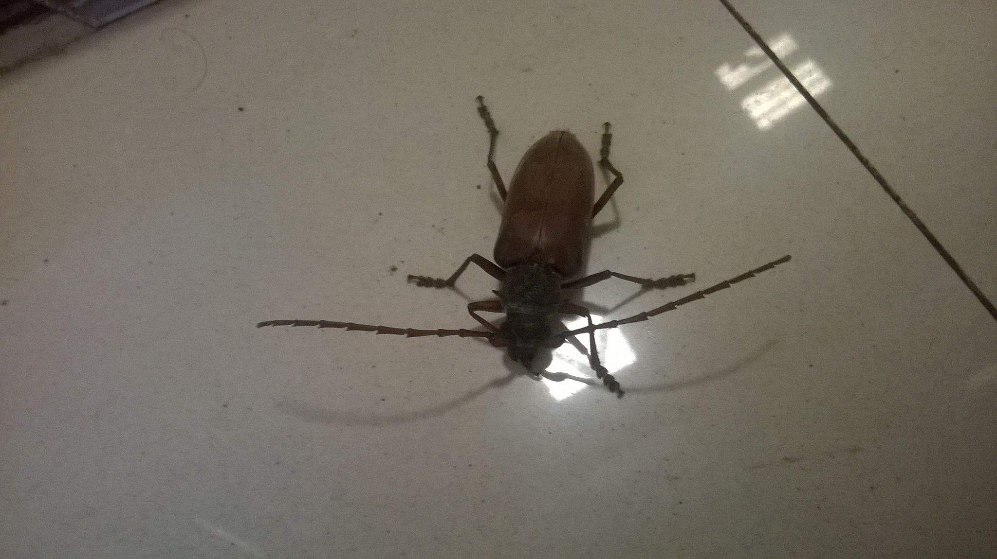 Neoplocaederus ferrugineus