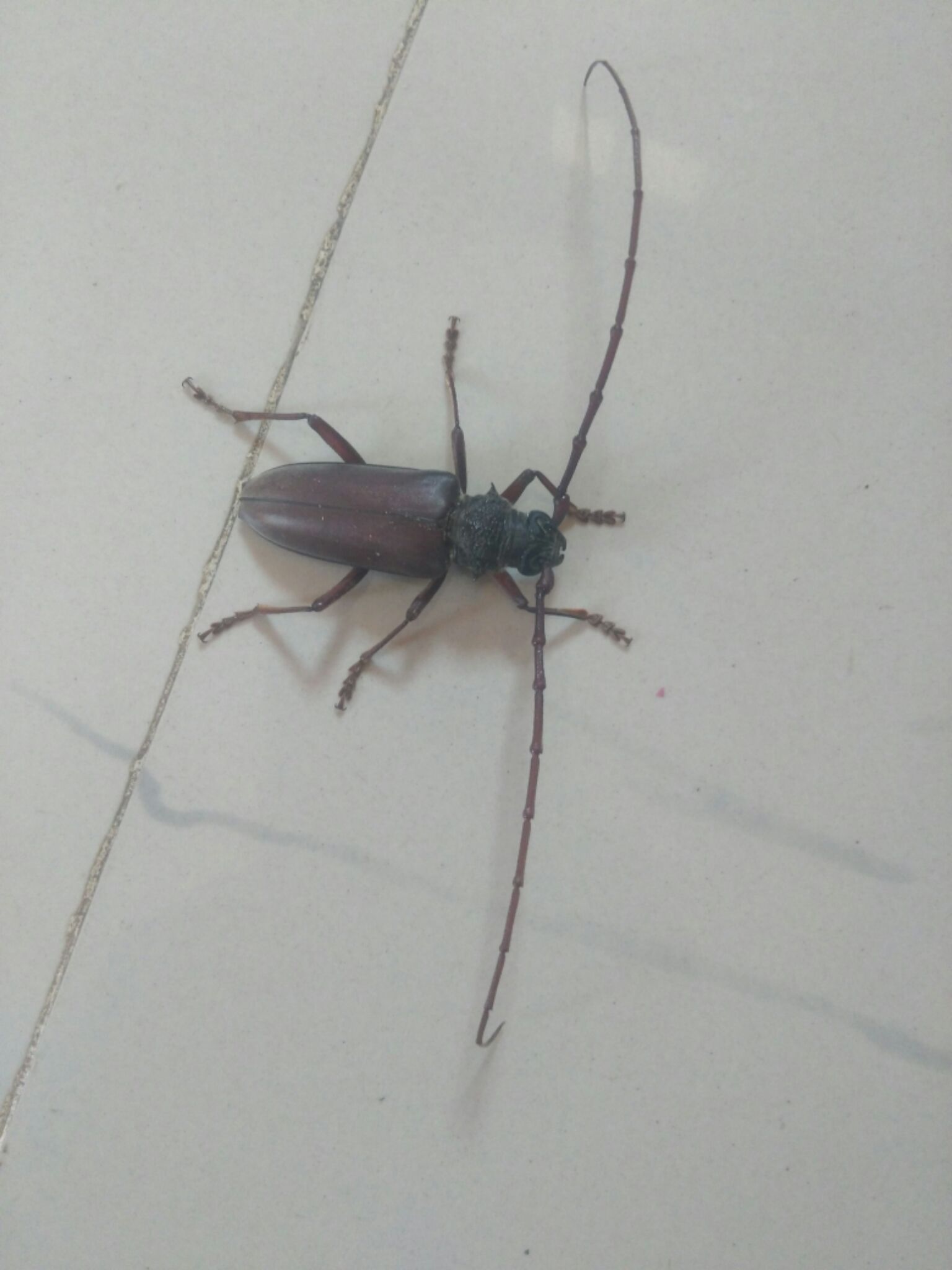 Neoplocaederus ferrugineus