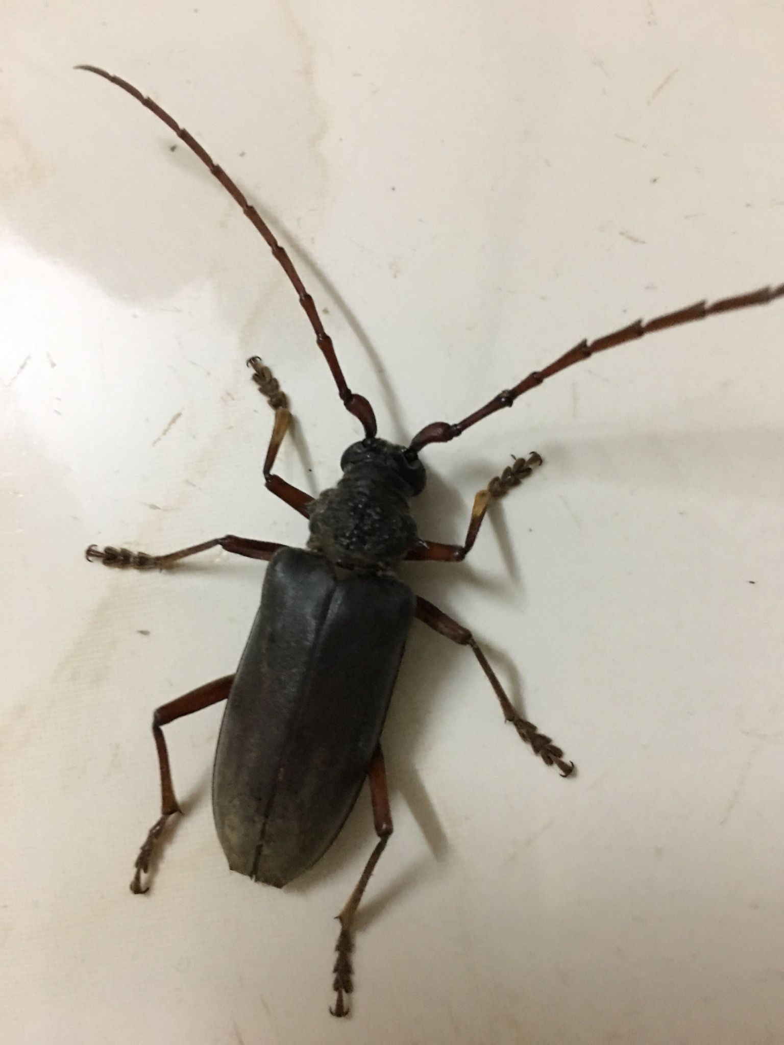 Neoplocaederus ferrugineus