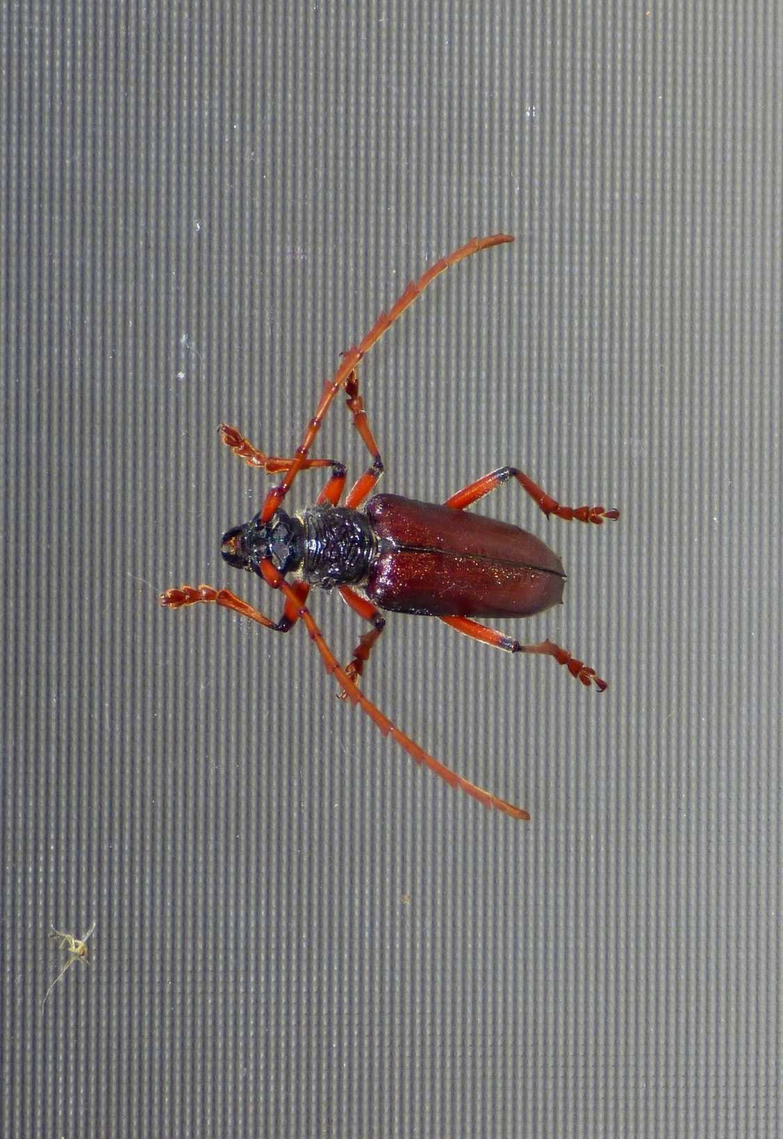 Neoplocaederus ferrugineus