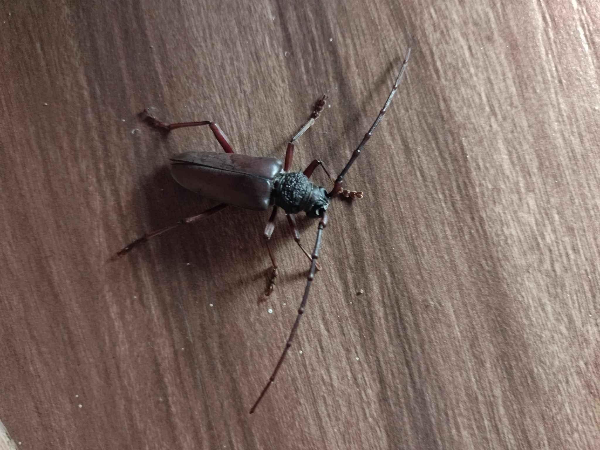 Neoplocaederus ferrugineus