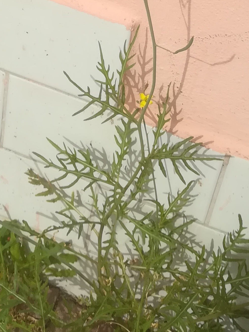 Diplotaxis tenuifolia