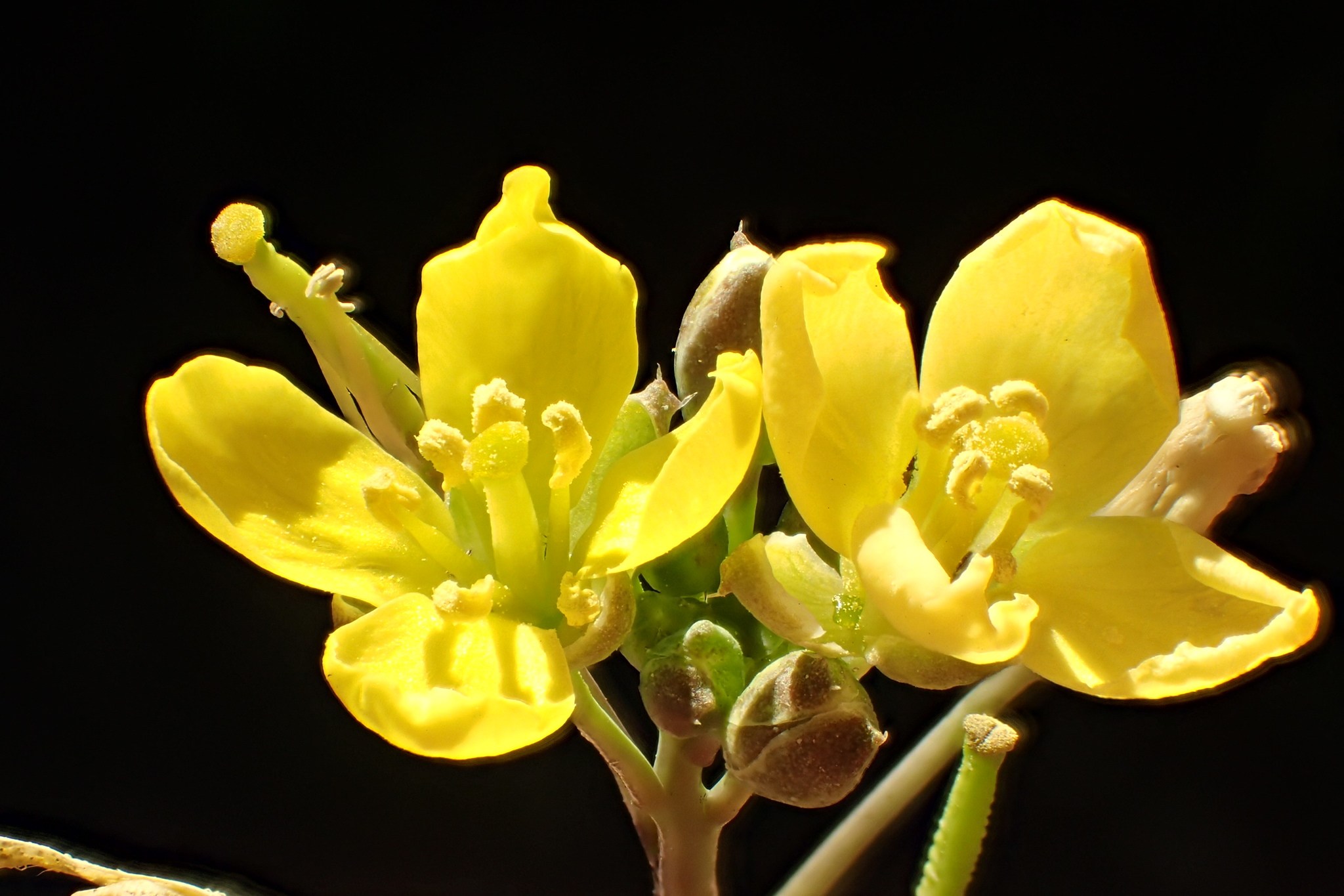 Diplotaxis tenuifolia