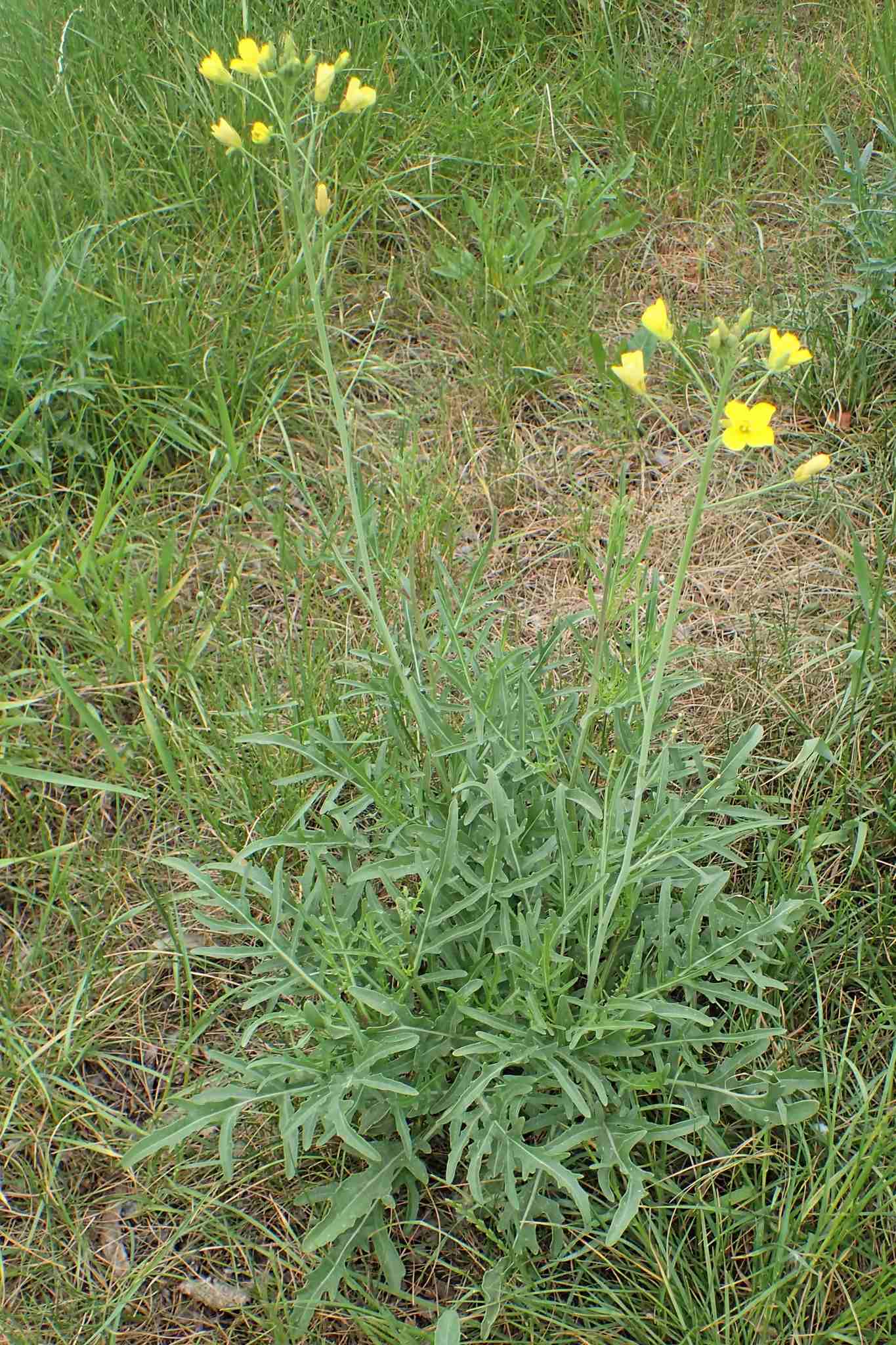 Diplotaxis tenuifolia