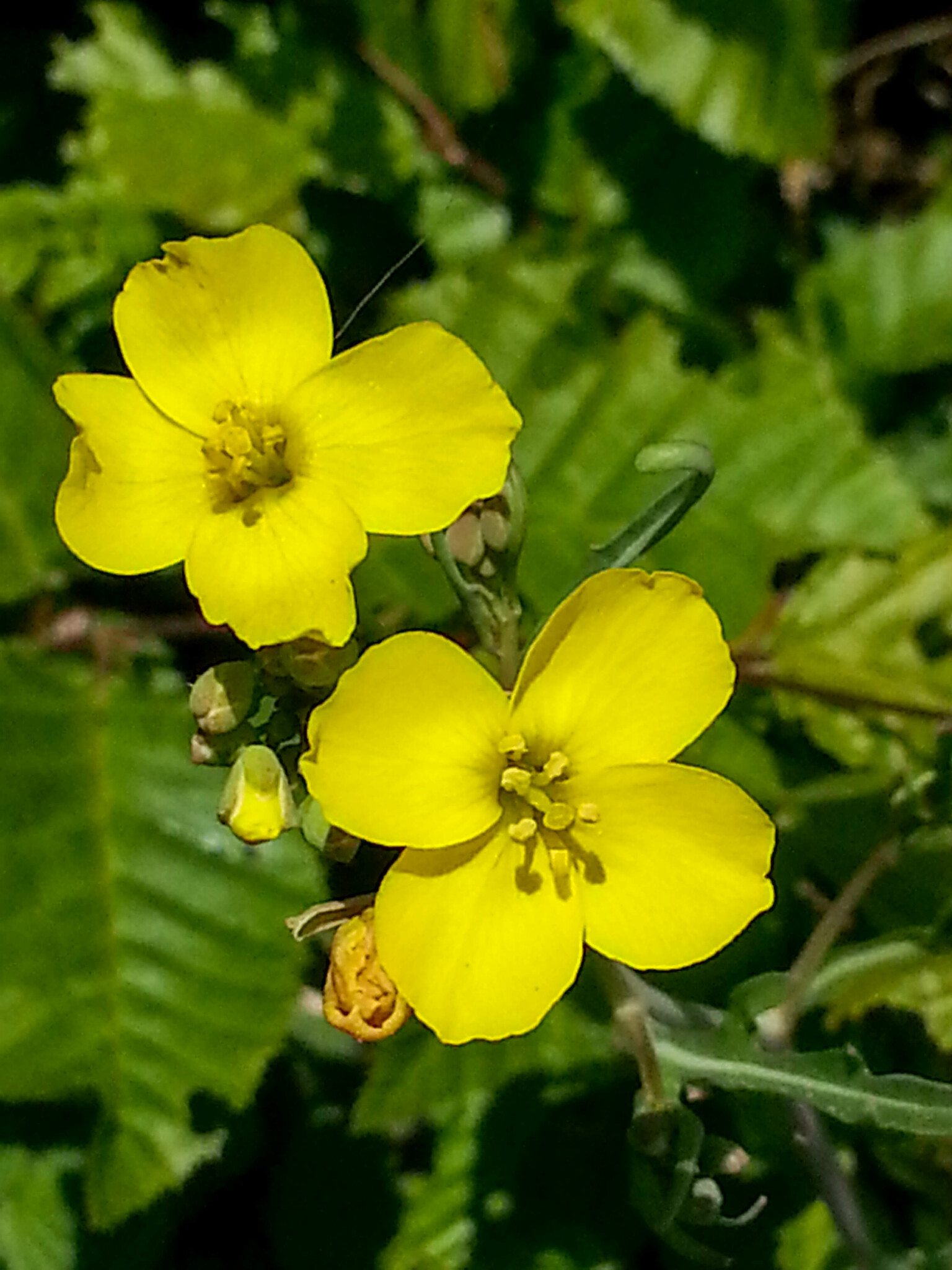 Diplotaxis tenuifolia