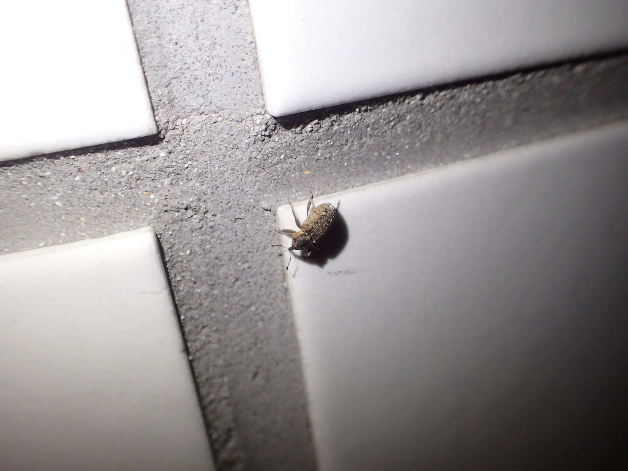Echinocnemus squameus