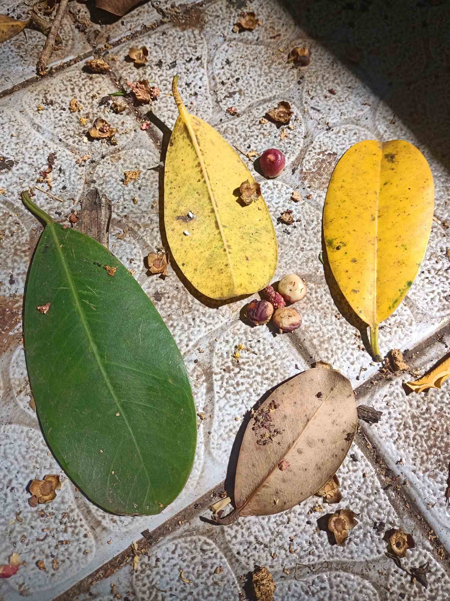 Ficus retusa
