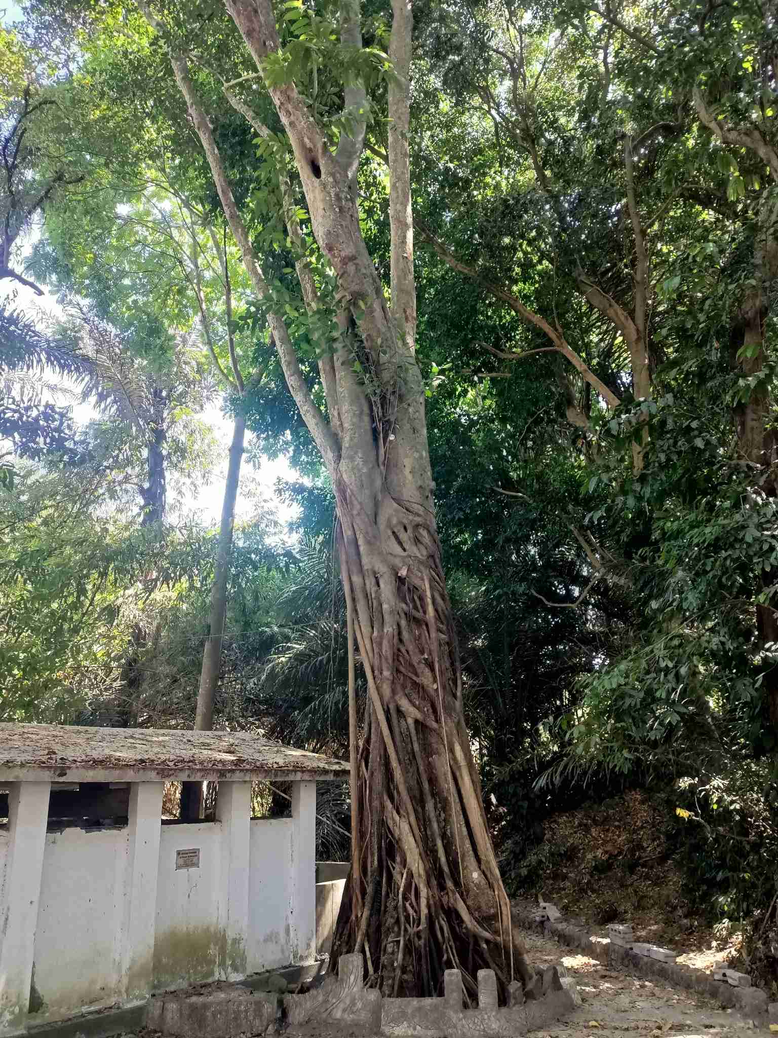 Ficus retusa
