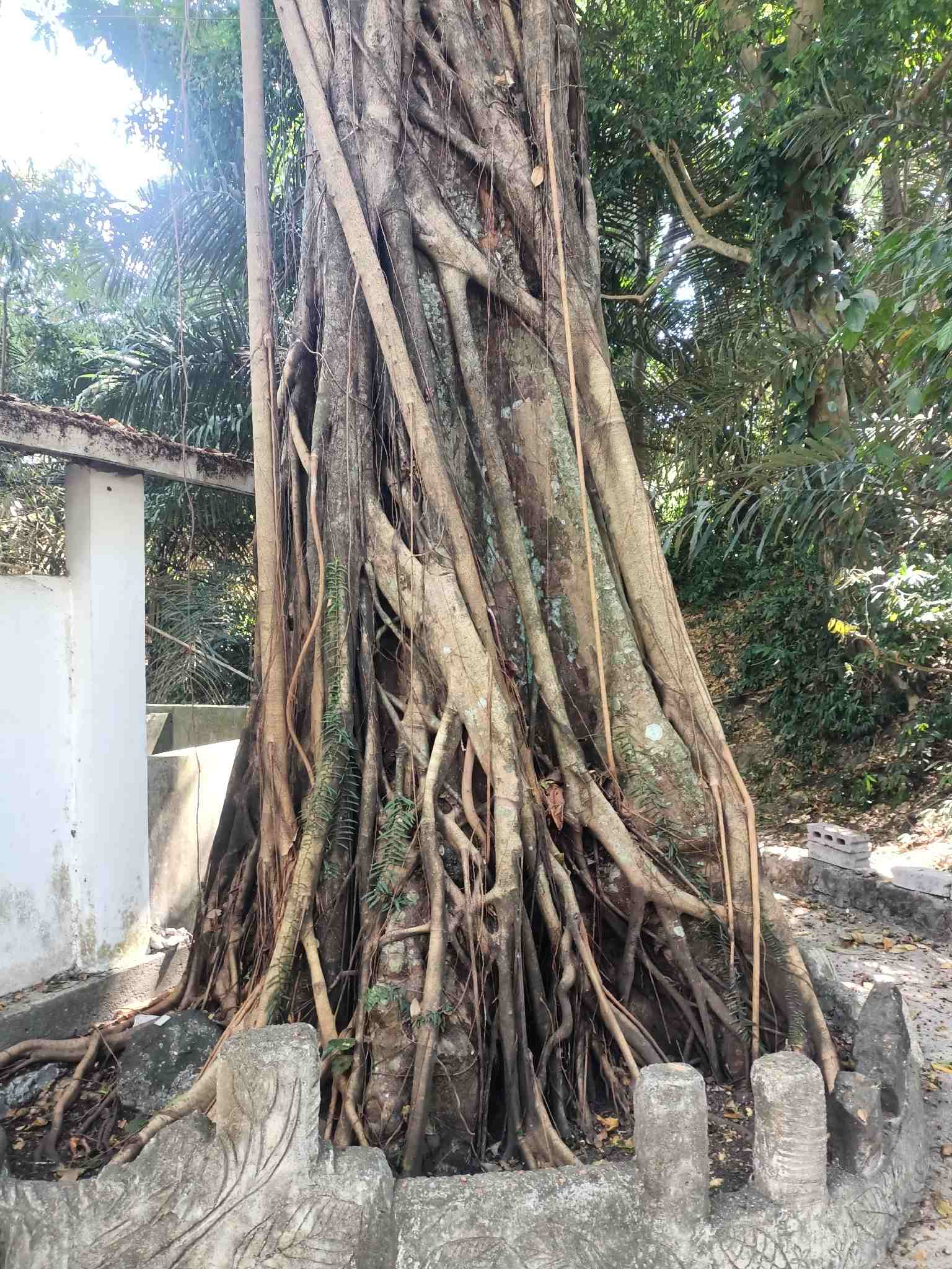 Ficus retusa