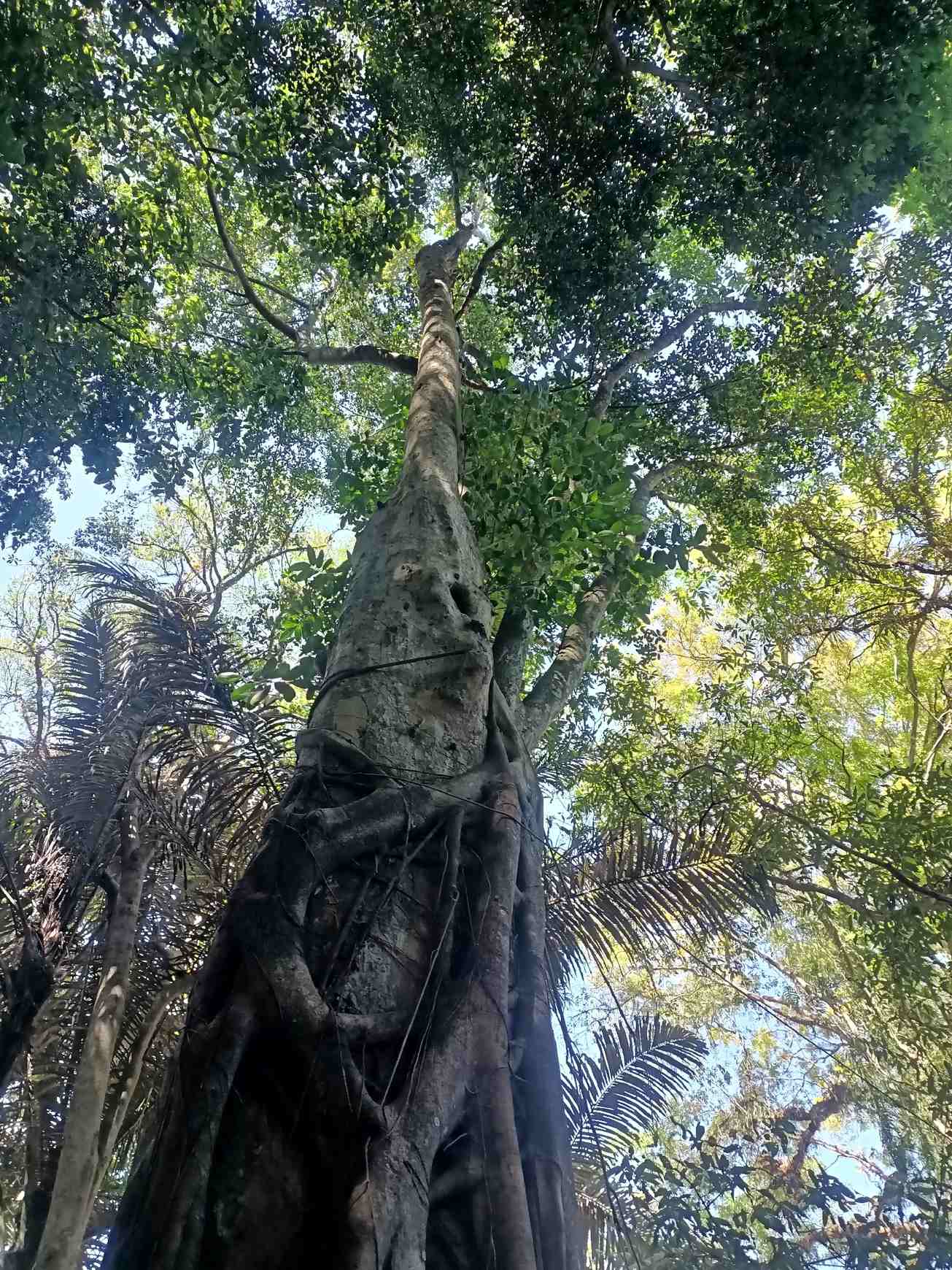 Ficus retusa
