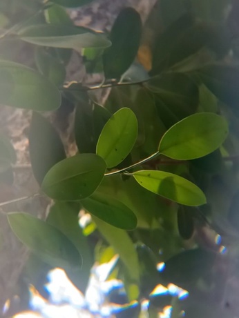 Ficus retusa