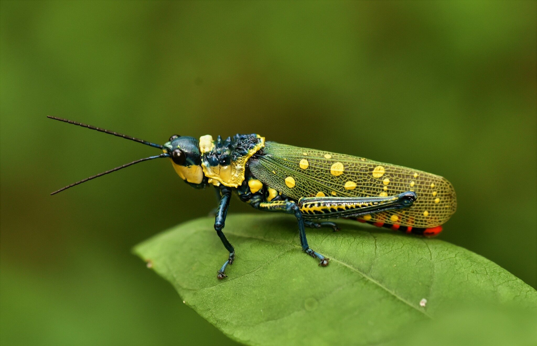 Aularches miliaris