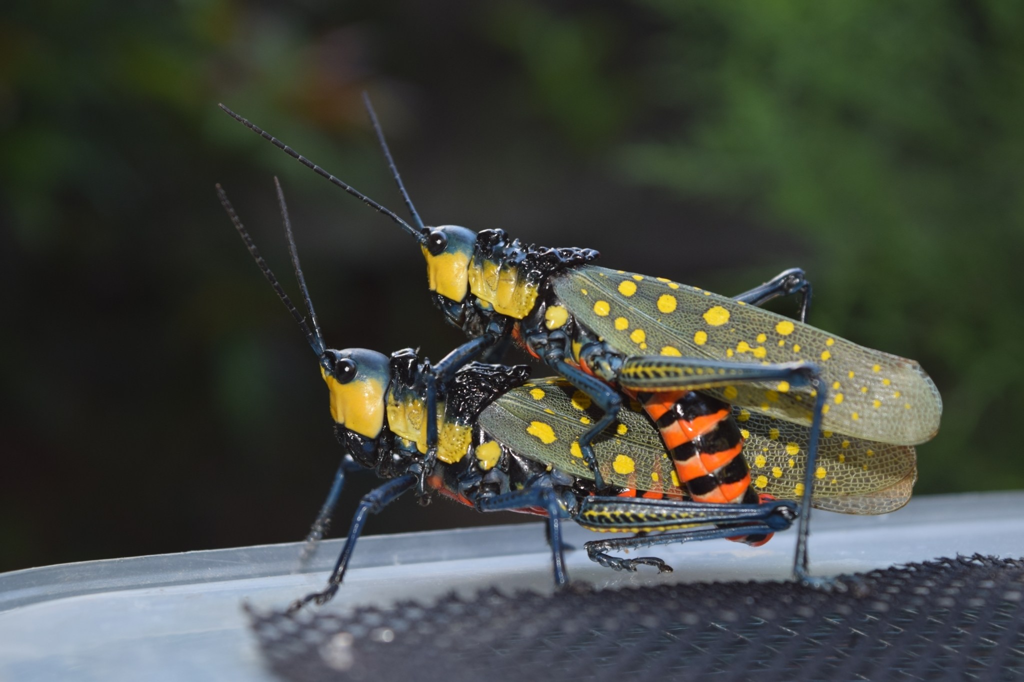Aularches miliaris