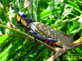 Aularches miliaris