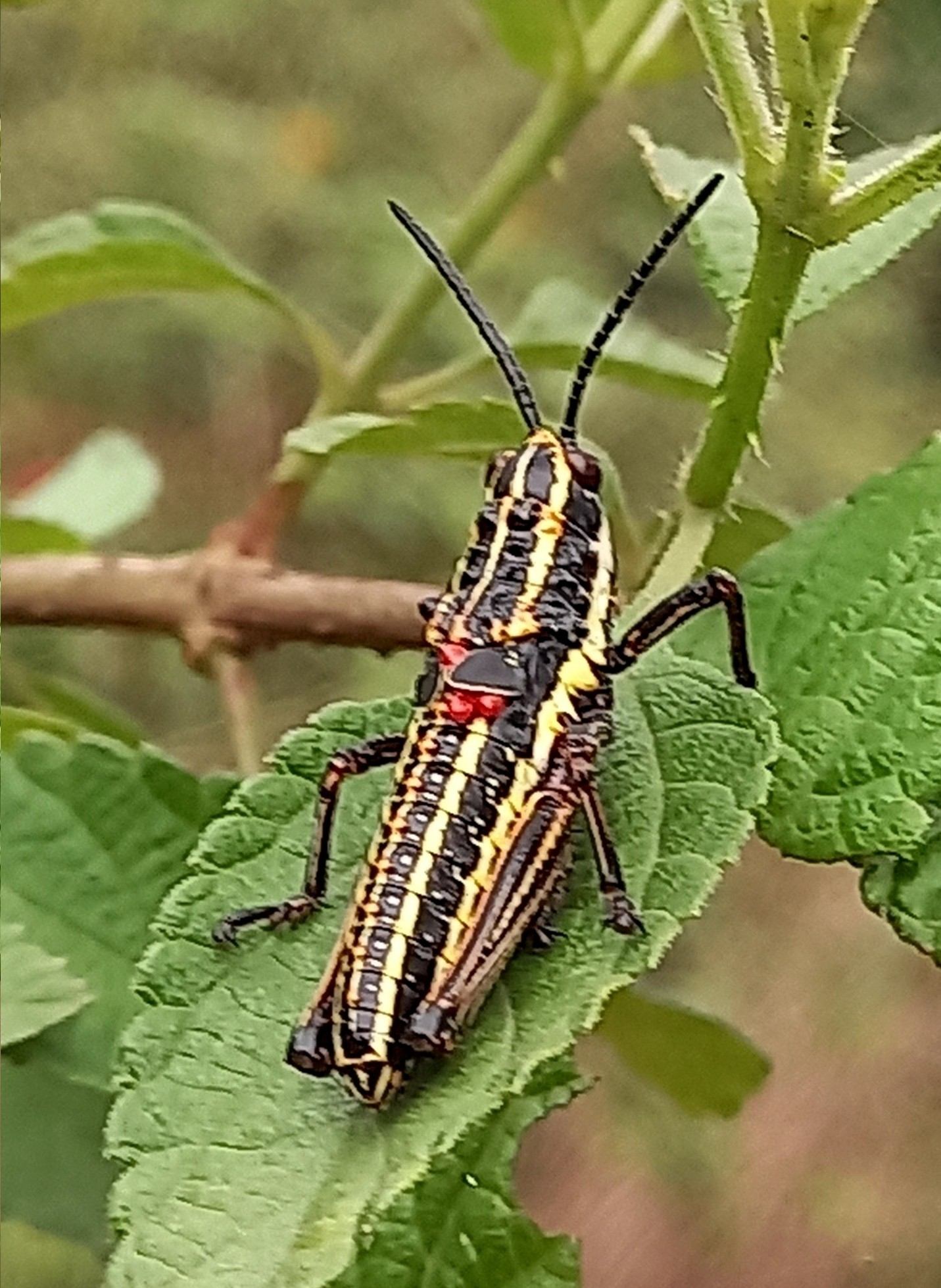 Aularches miliaris